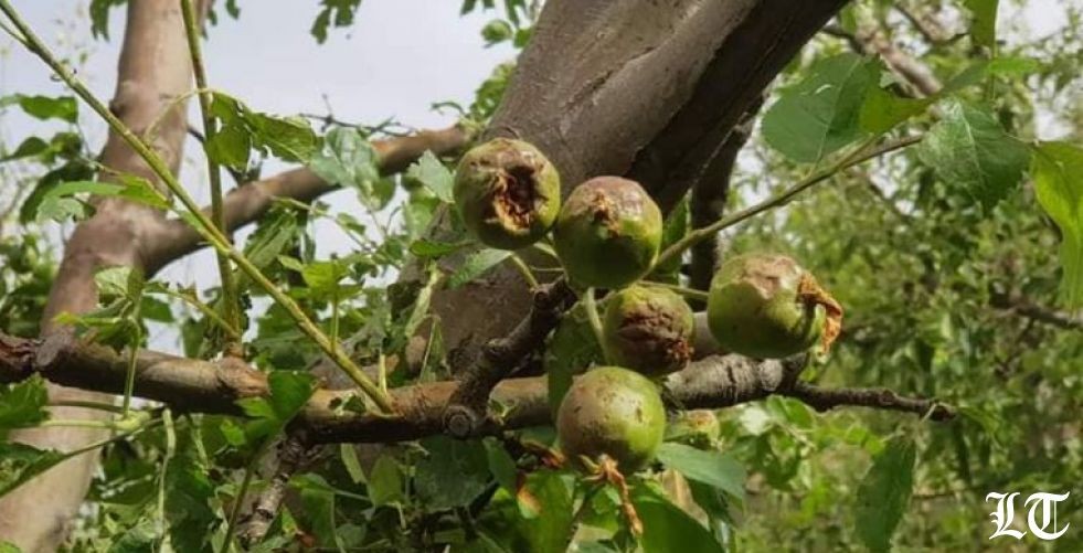مزارعو عكار واهدن وبشري ومناطق أخرى في نكبة شاملة