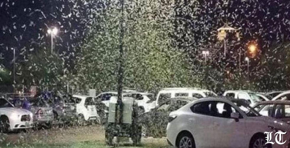 الجنادب تسيطر على لاس فيغاس والسيّاح يهربون
