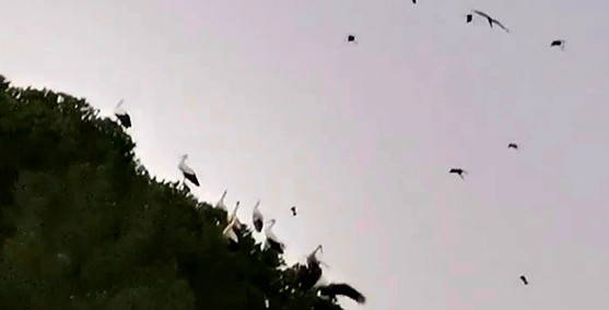 رصاص الصيادين لم يمنع طيور اللقلاق من الاستراحة في مسايا عكار
