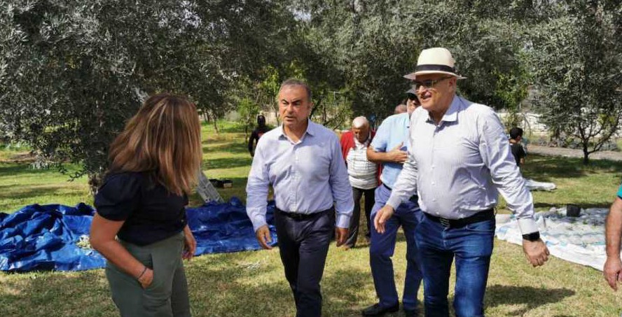 كارلوس غصن يقطف الزيتون في جزين