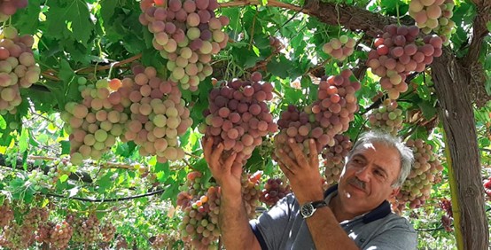 بنك العنب في كفرمشكي: المبادرة السبّاقة