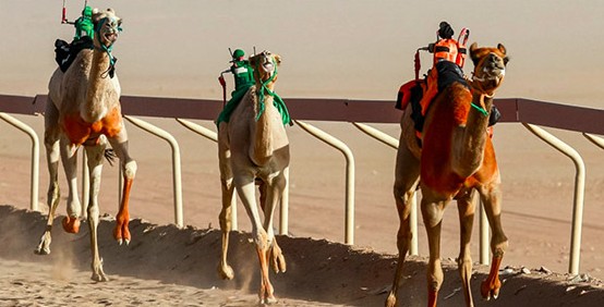 الراكب الآلي للهجن: بدعة أردنية