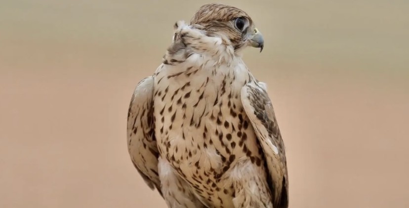 علاقة عمر بين العرب والصقور