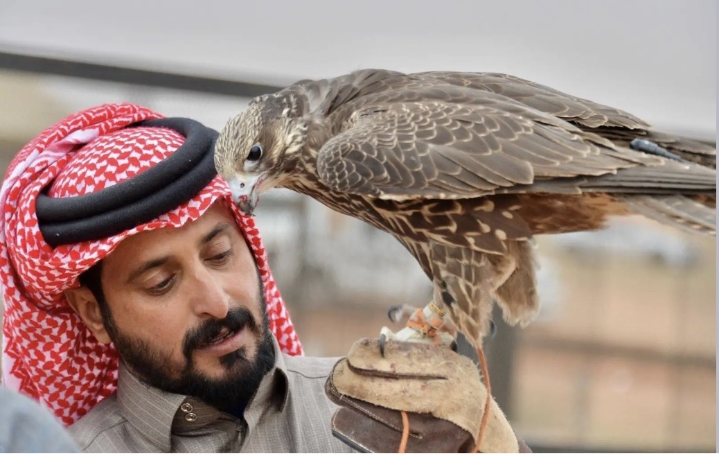 علاقة عمر بين العرب والصقور