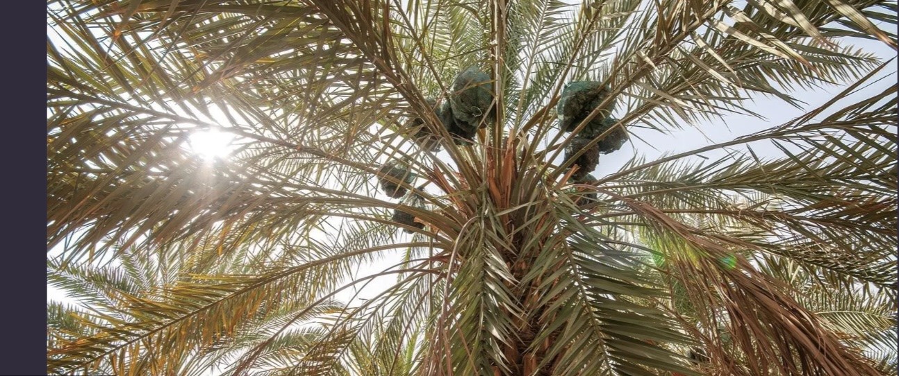 تمور الأطاييب في شهر رمضان المبارك