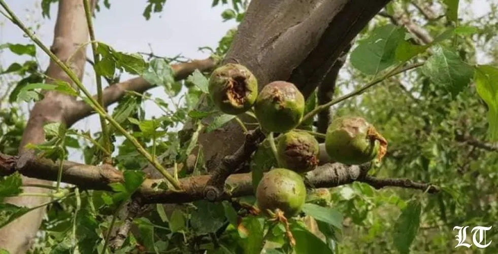 مزارعو عكار واهدن وبشري ومناطق أخرى في نكبة شاملة