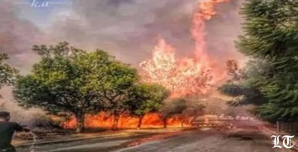 كلّنا أخضر