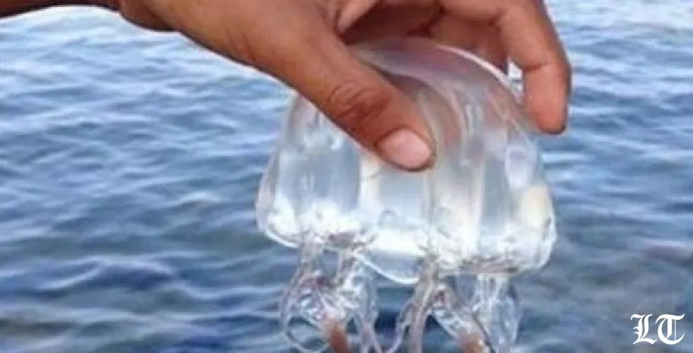 لا سؤال من مجلس النواب عن انقطاع الكهرباء فرؤوسهم أينعت