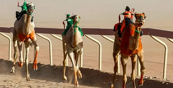 الراكب الآلي للهجن: بدعة أردنية