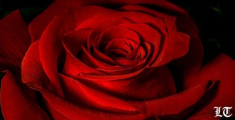 برهن عن حبّك لأعظم امرأة في حياتك 